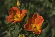 The DU Rose is also known as the Rosa Denvera