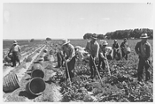 Harvesting Spinach Crop