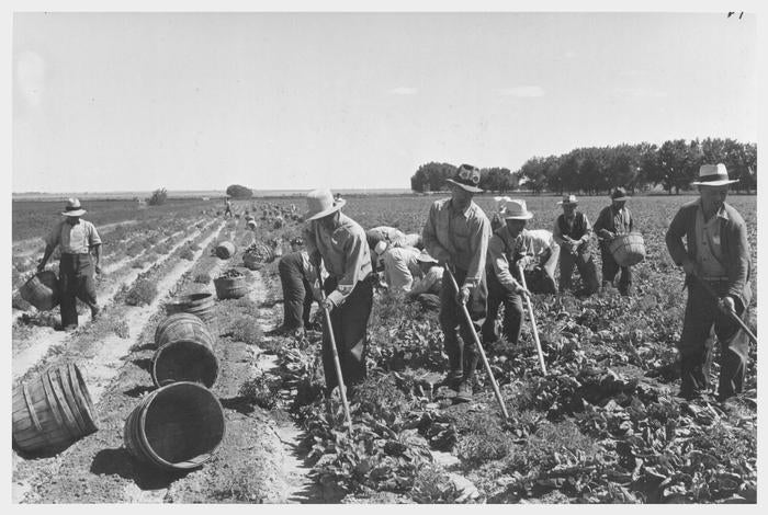 Harvesting First Spinach