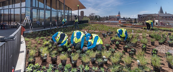 workers planting plants