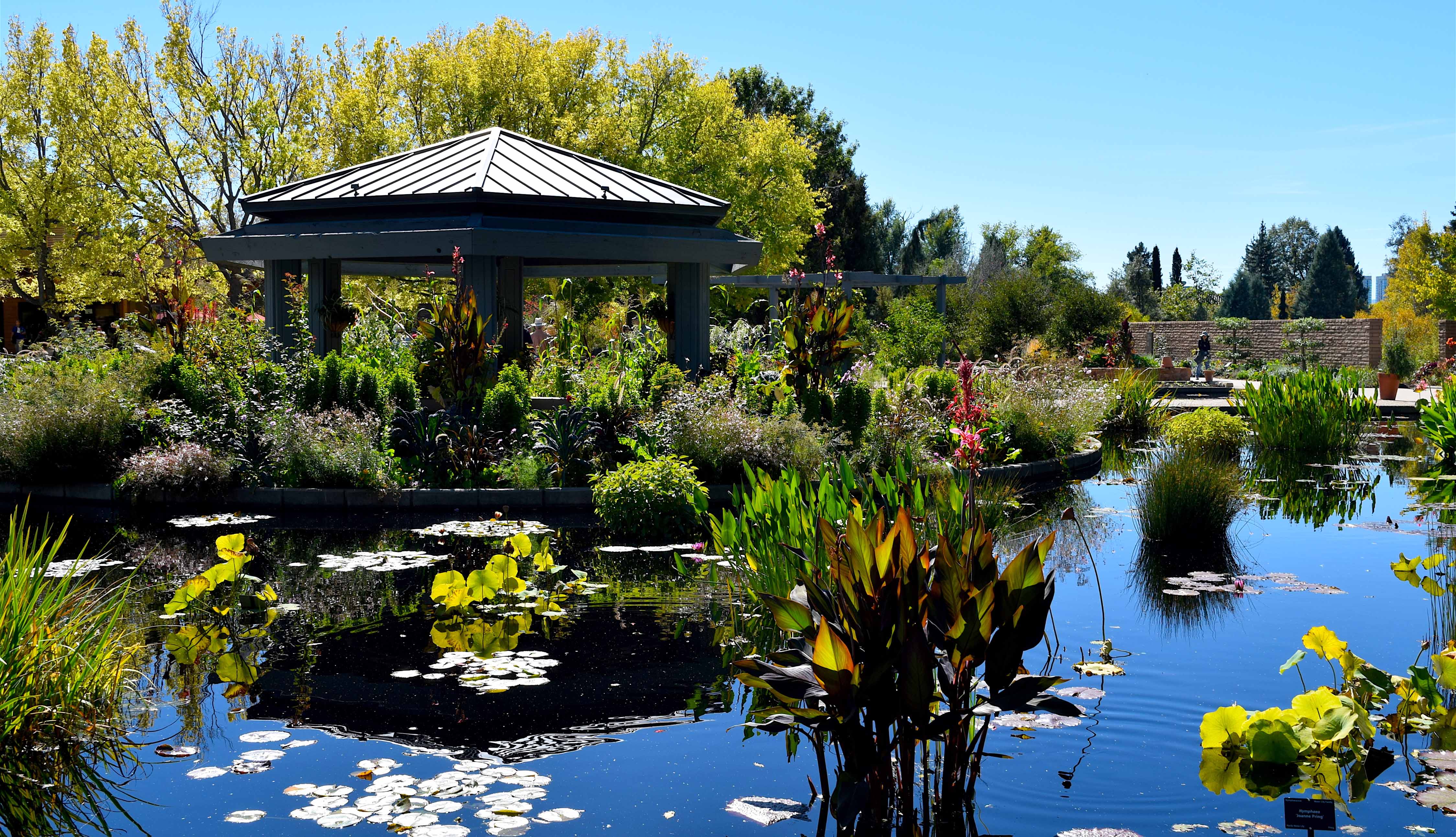 A pond with lillypads and a gazebo at the Denver Botanic Gardens