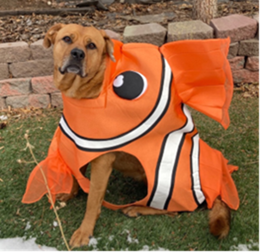 dog wearing fish costume
