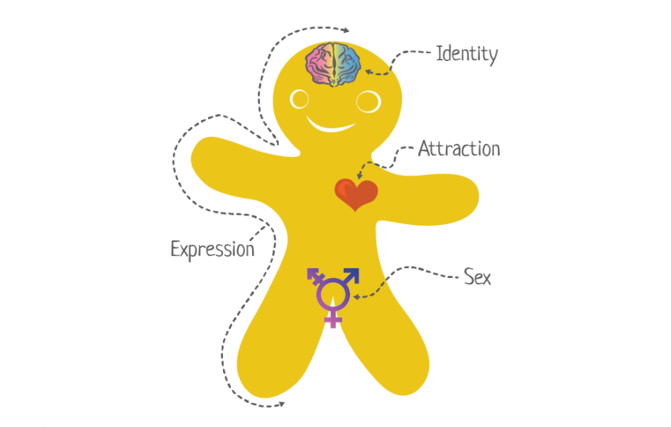 The Genderbread Person