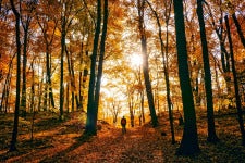 stock image of autumn trees