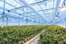 Inside Cannabis Greenhouse 
