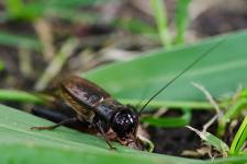 cricket-on-leaf