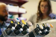 Scientists Studying Traumatic Brain Injuries