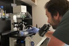 Researcher working in lab