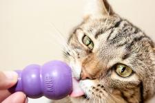 Tabby cat licking purple KONG toy