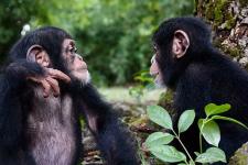 two chimpanzees gazing at each other outside 