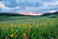 bright spring flowers in an open meadow