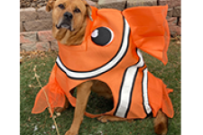 a dog in a fish costume