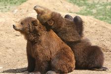 bears leaning