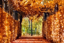 a road surrounded with orange fall foilage 