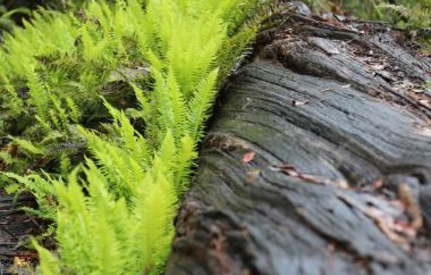 ferns growing on a tree trunk