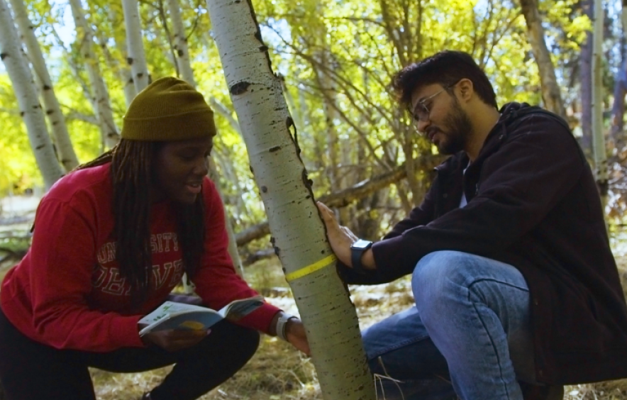 two students measuring aspen tree