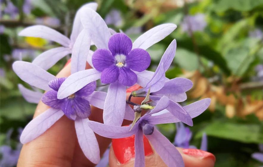 pollinators club image of a purple flower