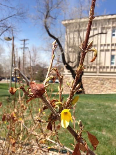 Winter effect on spring folliage