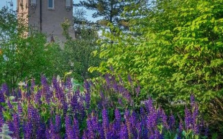 campus landscape in spring