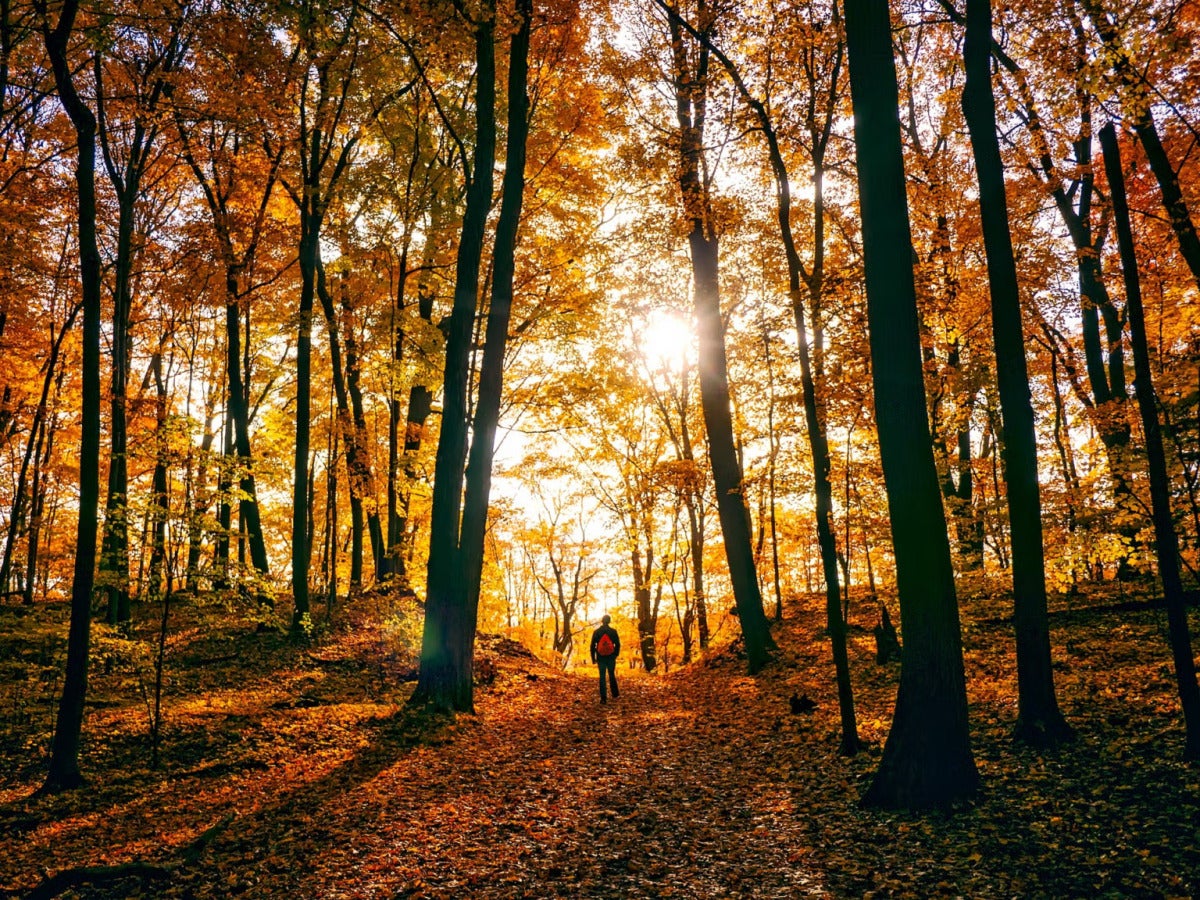 stock image of autumn trees