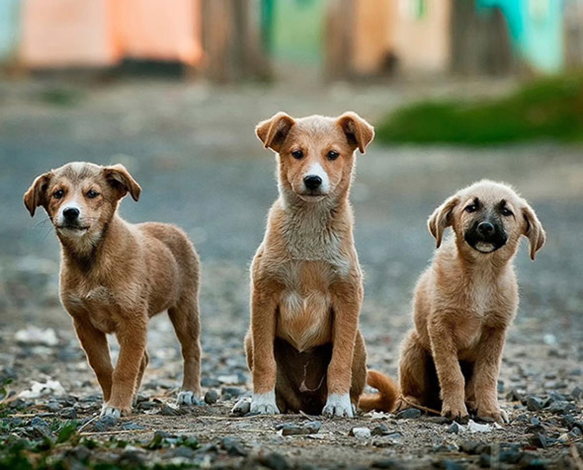 Three Small Dogs in the street
