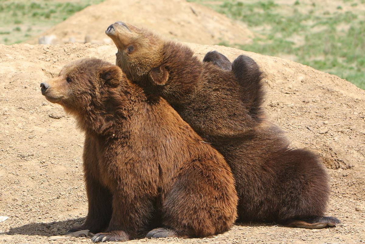 Bears leaning