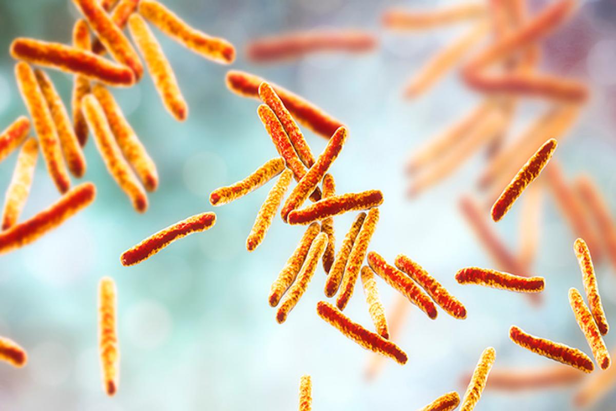 Tuberculosis bacteria