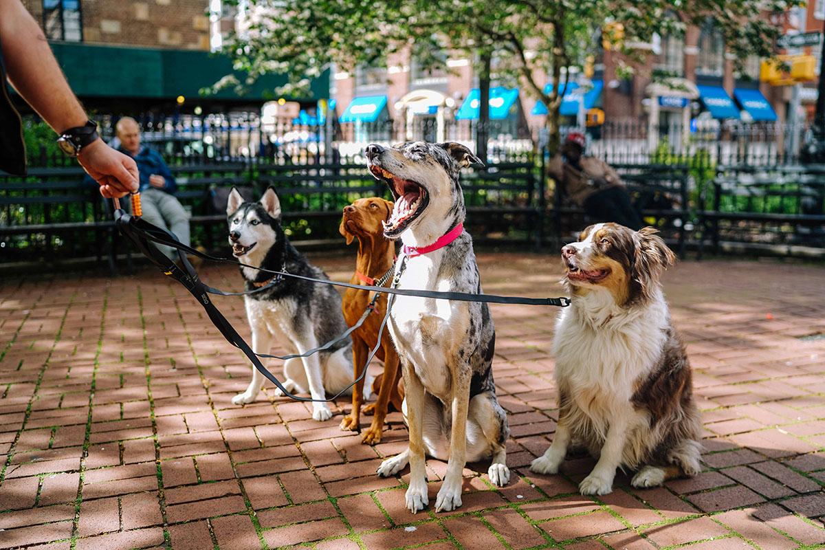 four dogs on leashes outside on a brick patio