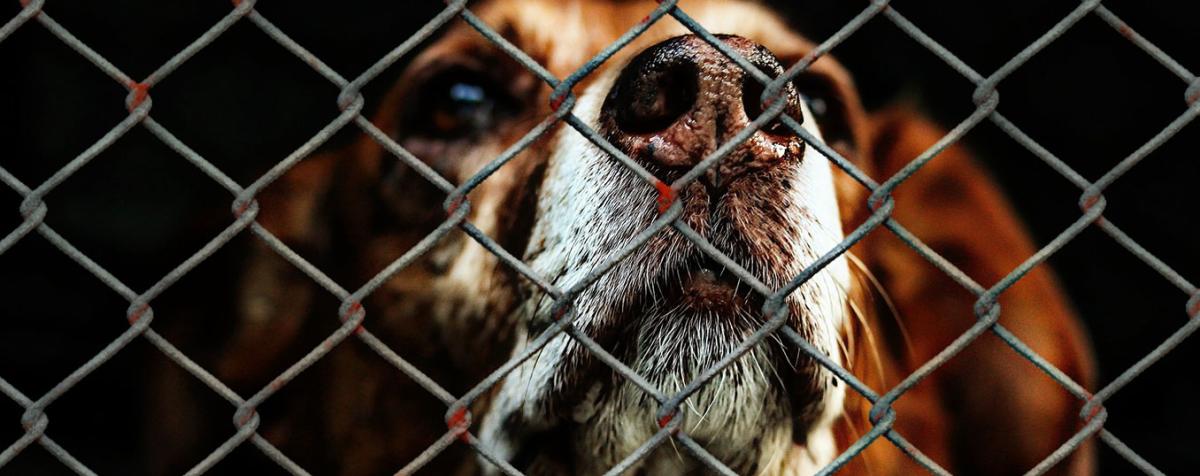dog fence