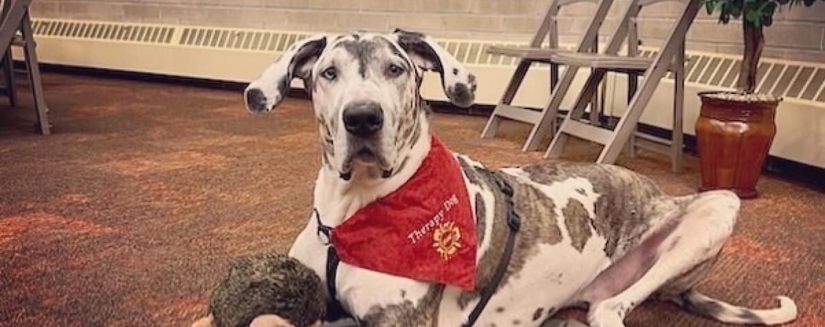 A picture of a Dalmatian service dog with a toy.