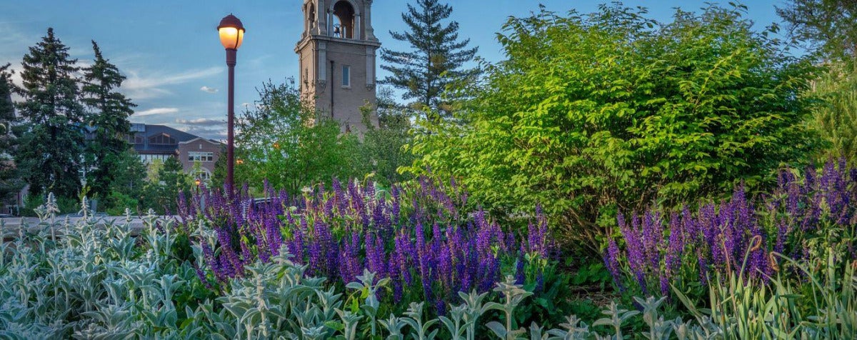 spring campus evening