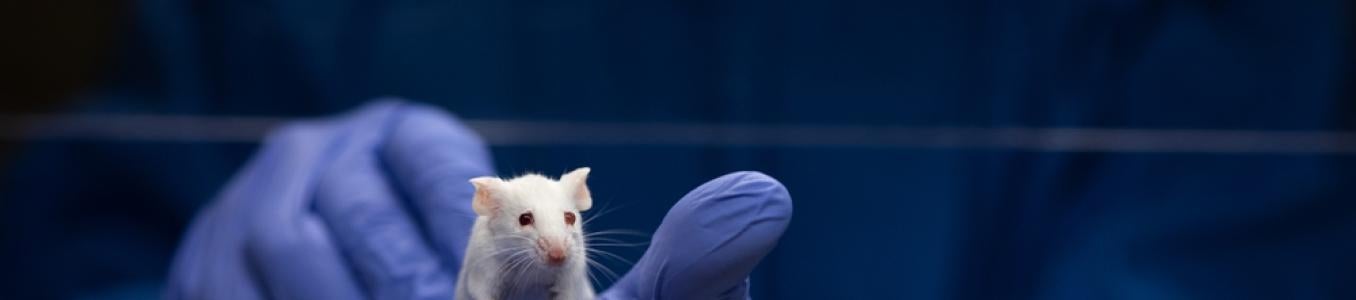 mouse on scientist's gloved hands