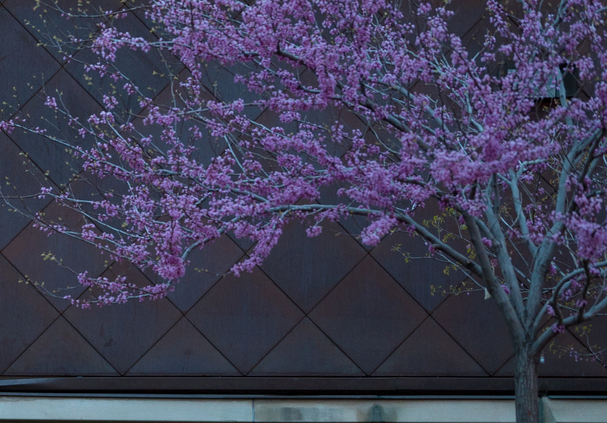 campus cherry blossom tree
